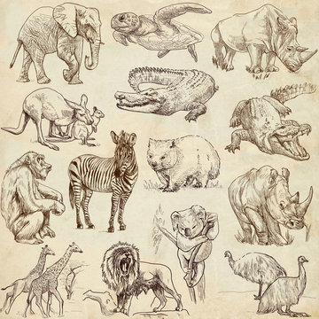 Animals around the world (collection no.1, old paper )