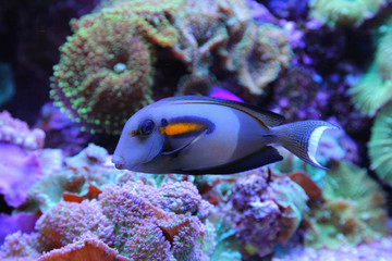 Fototapeta na wymiar niebieski ryb