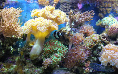 Fototapeta na wymiar aquarium with fishes