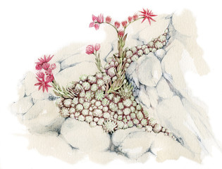 Sempervivum arachnoideum