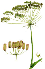 Angelica sylvestris