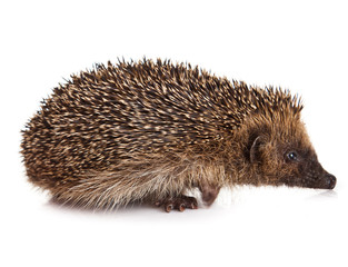 hedgehog isolated.