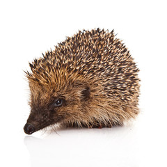 Obraz premium hedgehog isolated.