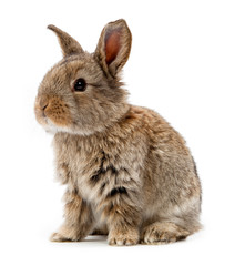 Animals. Rabbit isolated on a white background