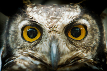Obraz premium owl portrait staring at camera close up