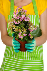 Beautiful flower in pot in hands of girl gardener isolated