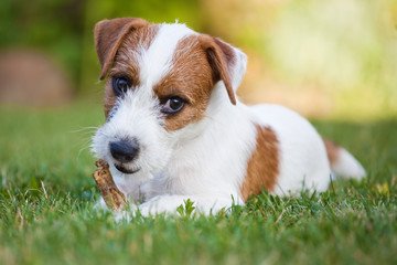 Parson Russell Terrier Welpe knabbernd auf einer Wiese