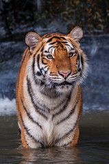 Tiger standing in water