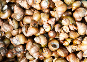 mollusk