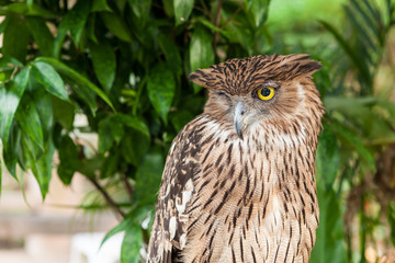 Brown owl close up
