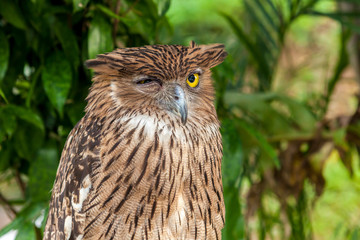 Brown owl close up