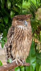 Brown owl perching
