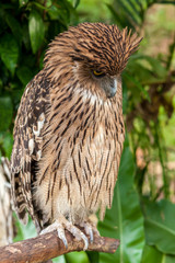 Brown owl perching