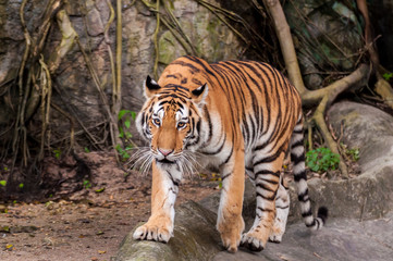 Naklejka premium Bengal tiger walking on the rock