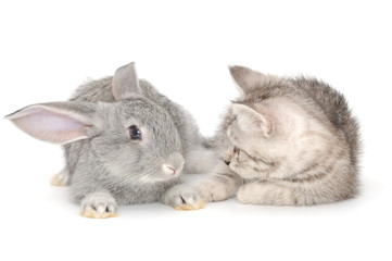 kitten playing with rabbit
