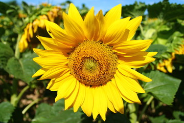Fototapeta premium Tournesol