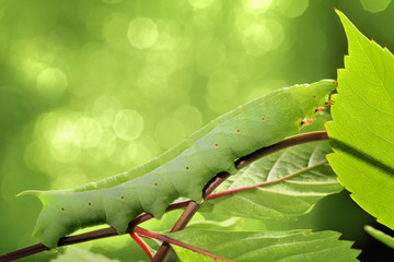 Caterpillar on green leaf.