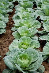 frischer grüner kohl salat auf dem feld im sommer