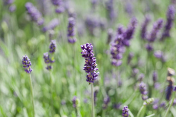 frischer duftender lila lavendel auf dem markt im sommer