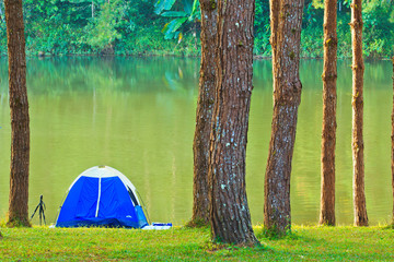 Camping in the pine forest