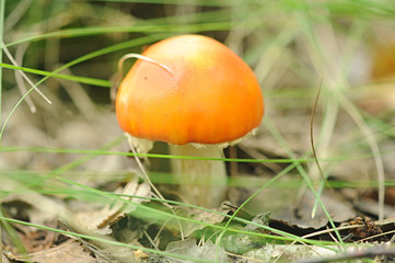 Forest mushrooms in the grass