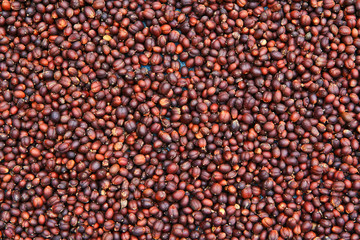 fresh coffee seeds
