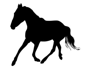 Fototapeta na wymiar silhouette of the black horse vector illustration