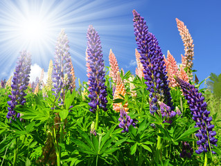 Lupines, spring flowers in the mountains