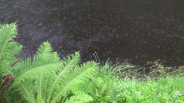 summer rain on lake water and coast fern