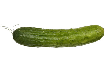 fresh cucumber