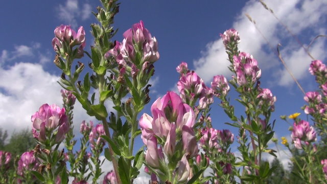 restharrow (Ononis arvensis)  medical herb flowers