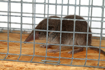 Spitzmaus in der Falle