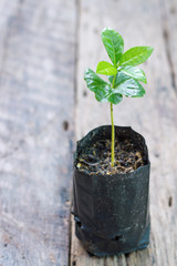 Young coffee plant