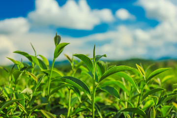 Tea plantation close up background