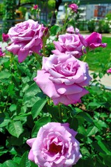 シャルル ドゥ ゴール