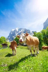 Abwaschbare Fototapete Kuh Zwei Kühe auf der Weide
