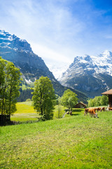Fototapeta na wymiar Switzerland landscape