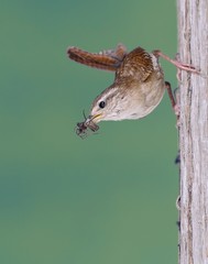Winter wren.