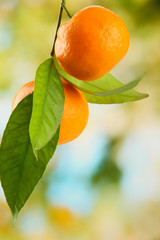 Ripe sweet tangerines with leaves, on green background