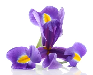 Fotobehang Paarse irisbloem, geïsoleerd op wit © Africa Studio