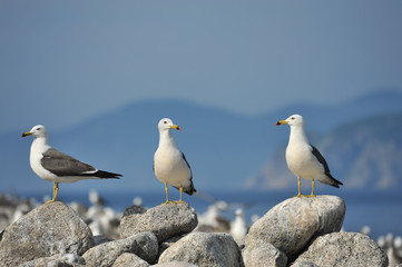 Three seagulls