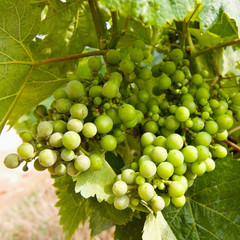 bunch of grapes on the vine with green leaves