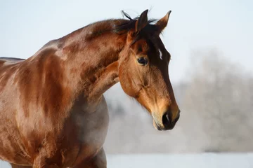 Papier peint adhésif Léquitation Chestnut horse portrait in winter