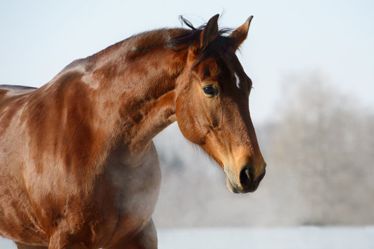 Chestnut horse portrait in winter