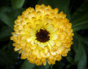 Orange marigold with pollinating insects