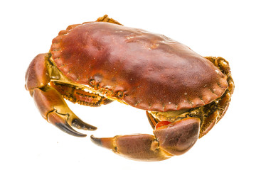 Raw crab
