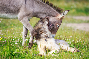 Grey donkey and briard dog