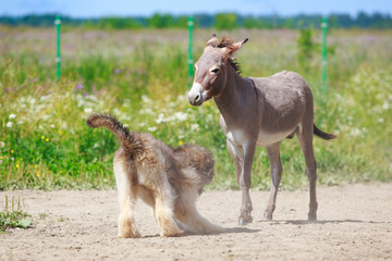 Obraz premium Grey donkey and briard dog