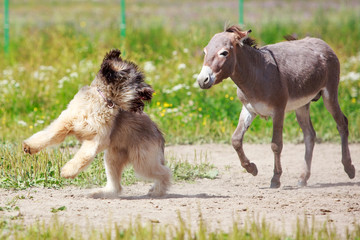 Grey donkey and briard dog