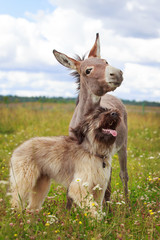 Grey donkey and briard dog